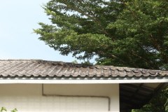 Ivory-coast-almond-tree-near-the-house-with-branches-hanging-on-the-roof