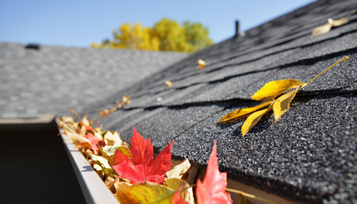 roof gutter full of autumn leaves